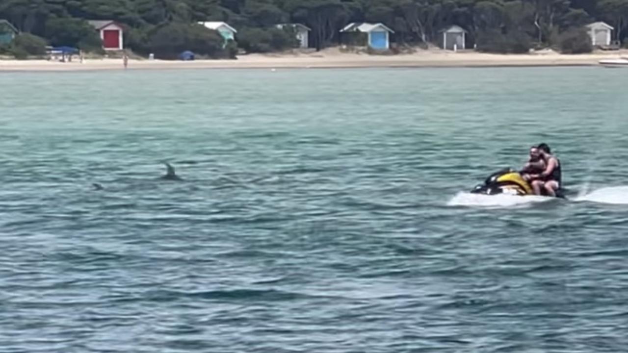 The men were filmed very close to the dolphin pod. Picture: Jessica Beckham/Instagram