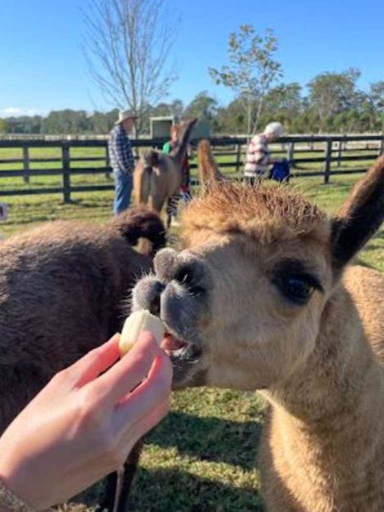 Get up and personal with an alpaca or two.