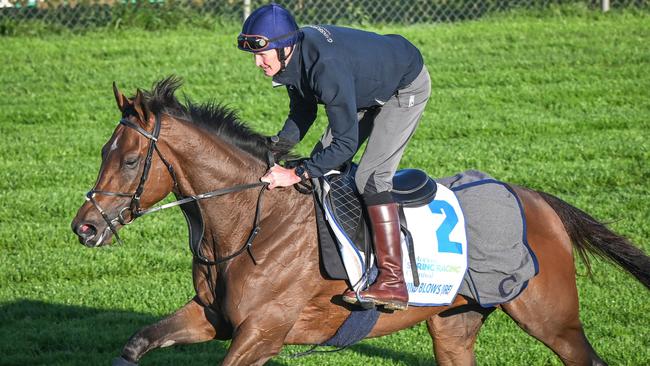 West Wind Blows is one of the top chances in the Caulfield Cup.