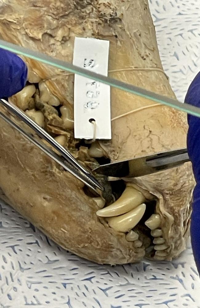 Scientists from the US bioscience company Collosal have collected genetic material from a 108-year-old thylacine skull which has been used to produce the thylacine genome which they hope can be used to bring the species back from extinction.