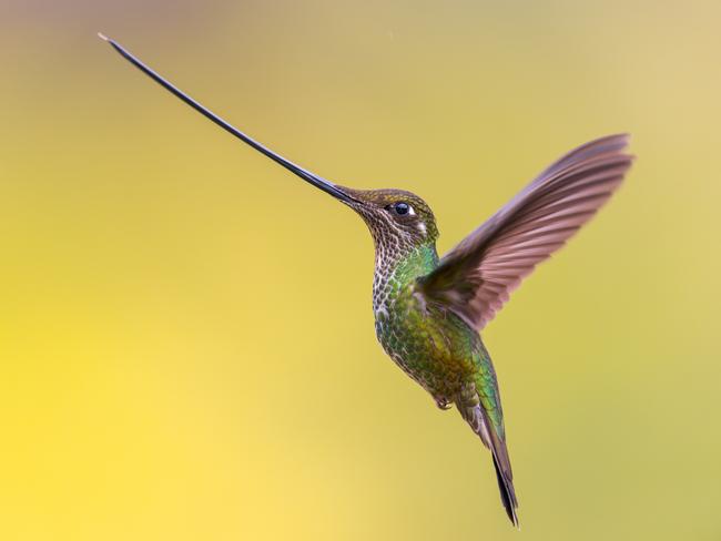 Rafael Armada, of Spain, took gold in the Birds in Flight category with this image of a sword-billed hummingbird approaching a feeder in Bogotá, Colombia. Picture: Rafael Armada / Bird Photographer of the Year