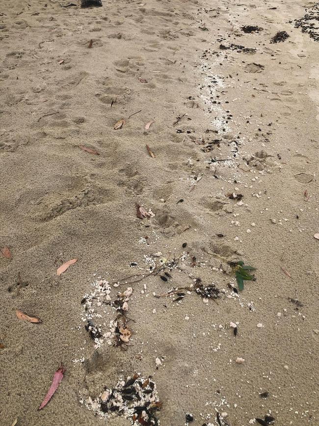 "Foul-smelling chunks" wash up on Verona Sands Beach. Picture: Neighbours of Fish Farming.