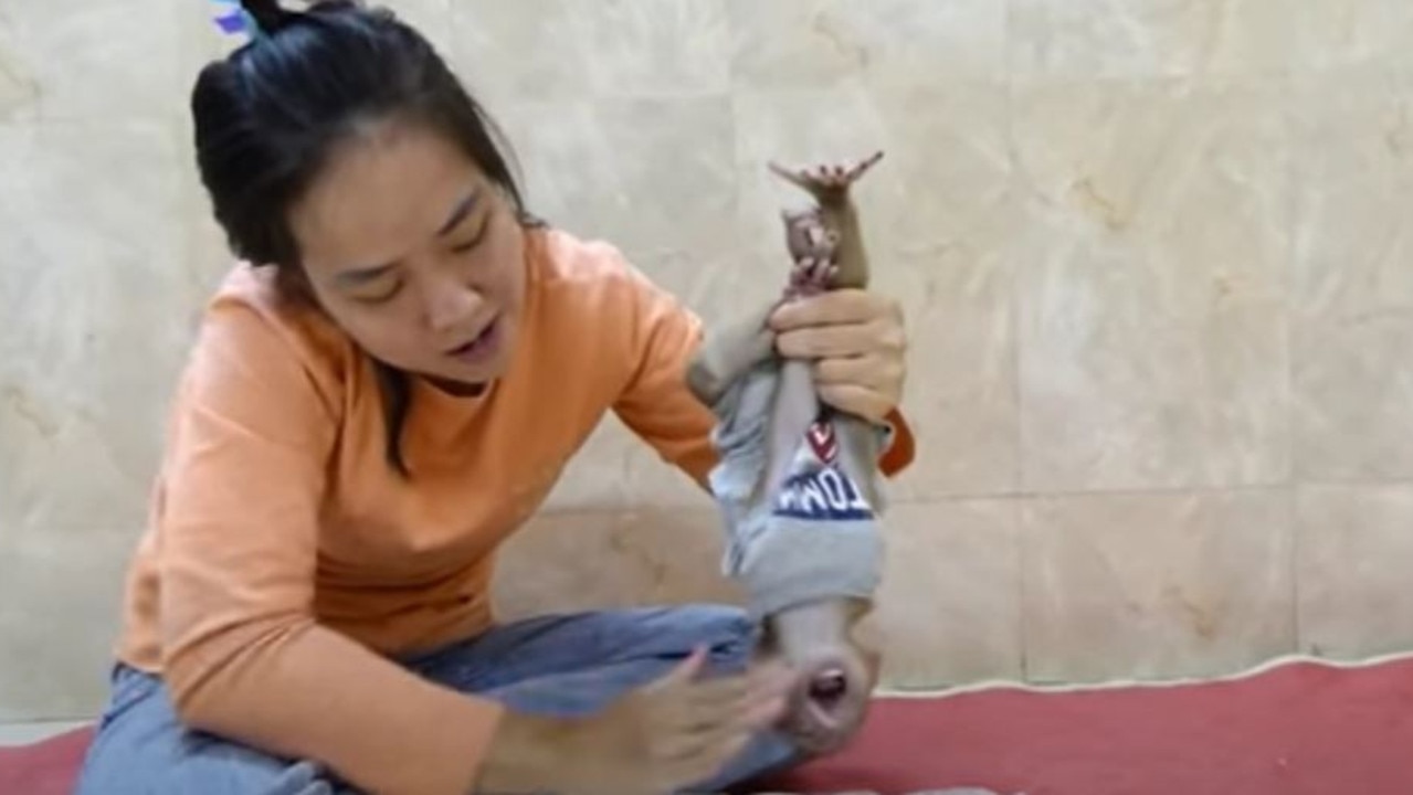 Animal rights activists have slammed a disturbing trend of monkeys being abused for YouTube videos.