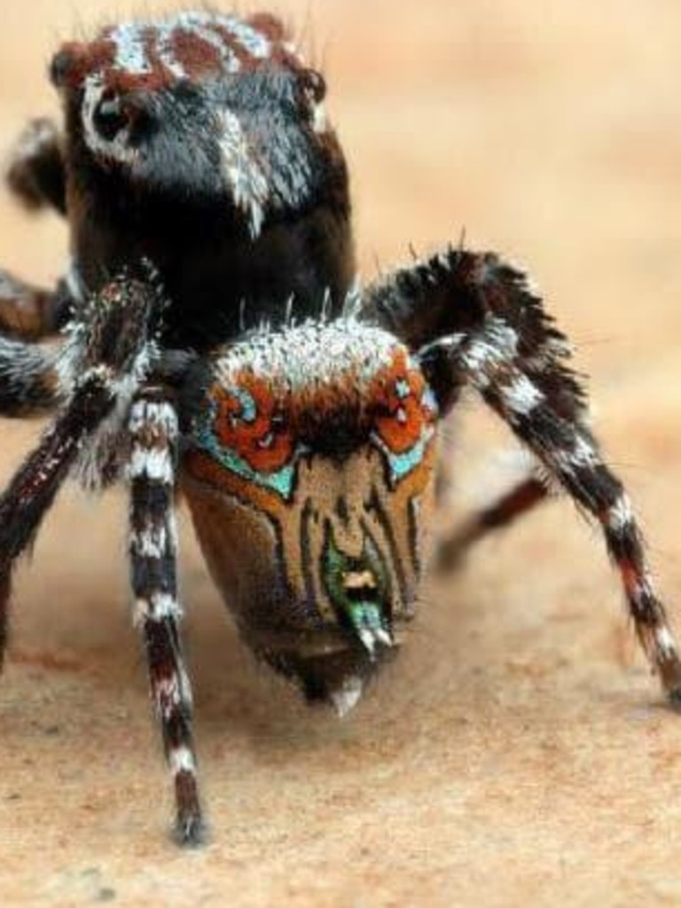 Seven new species of Australia's colourful 'dancing' peacock spider  discovered - ABC News