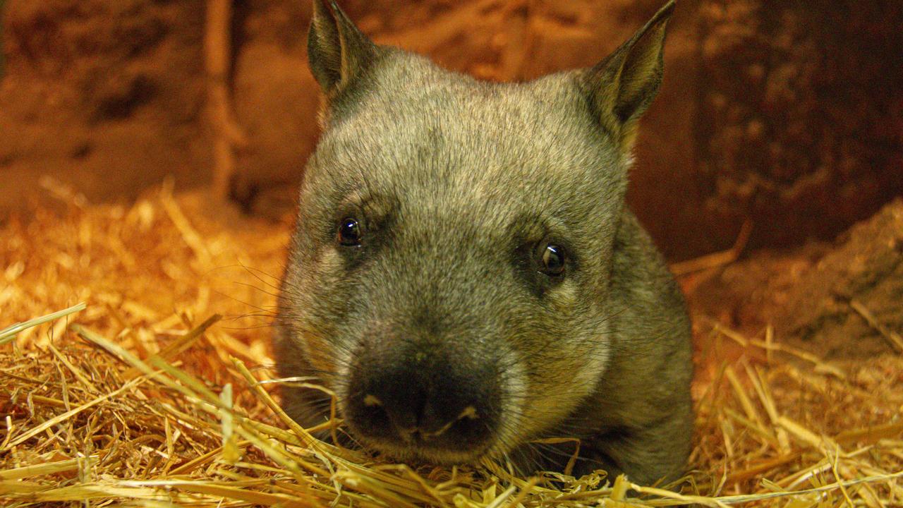 Wombat joey born at Taronga Zoo