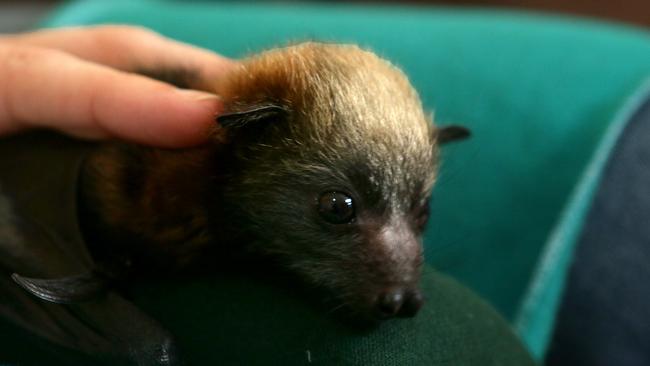 Pippin the baby flying fox was saved just in time from high power lines after his mother was electrocuted and died. Picture: Ian Svegovic