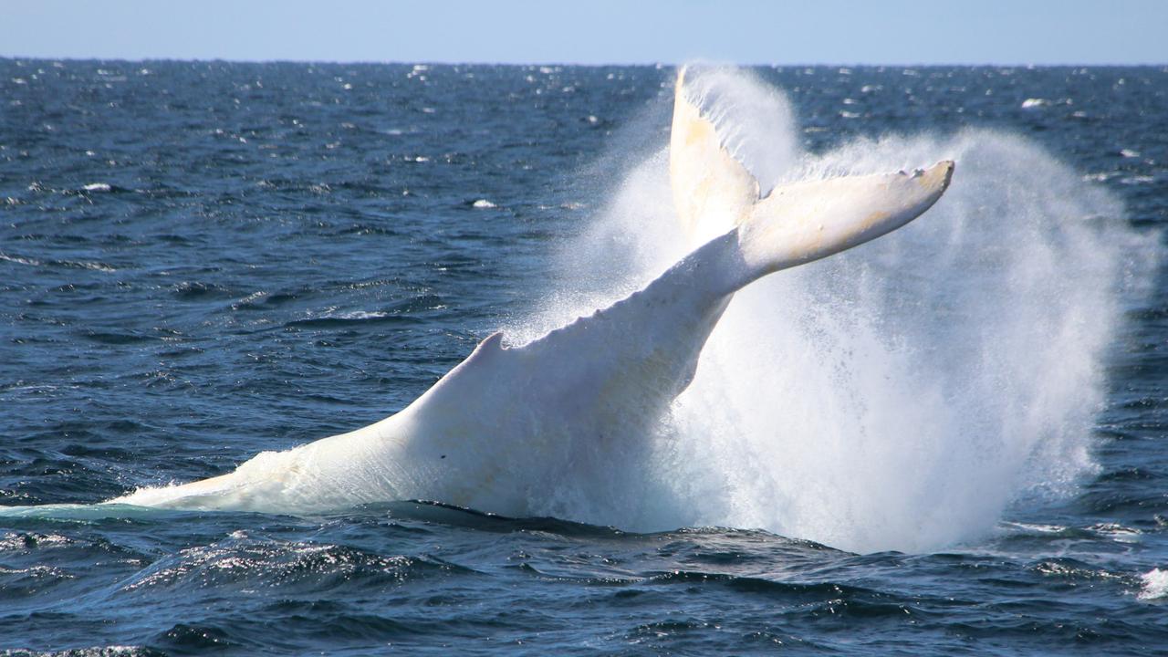 Migaloo splashing in waters off the Gold Coast. Picture: Sea World Whale Watch