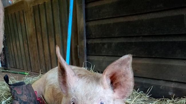 The Contented Pig Inn Rescue Sanctuary is at risk of closure following complaints about the odour.