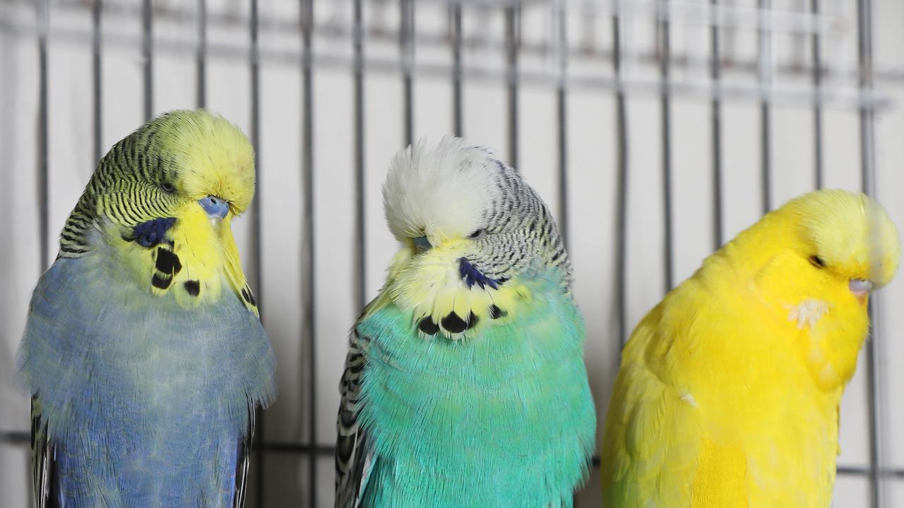 English best sale budgie price