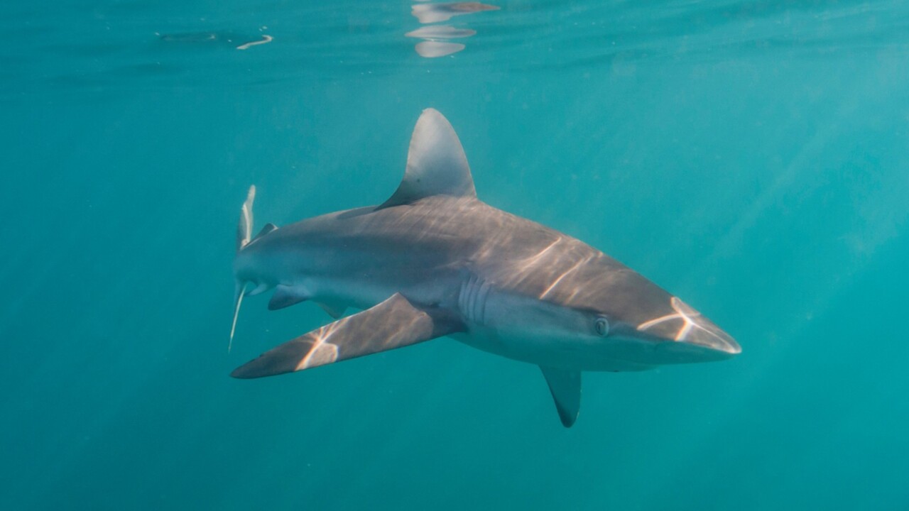 Non-lethal shark hooks 'won't work in Qld', The North West Star