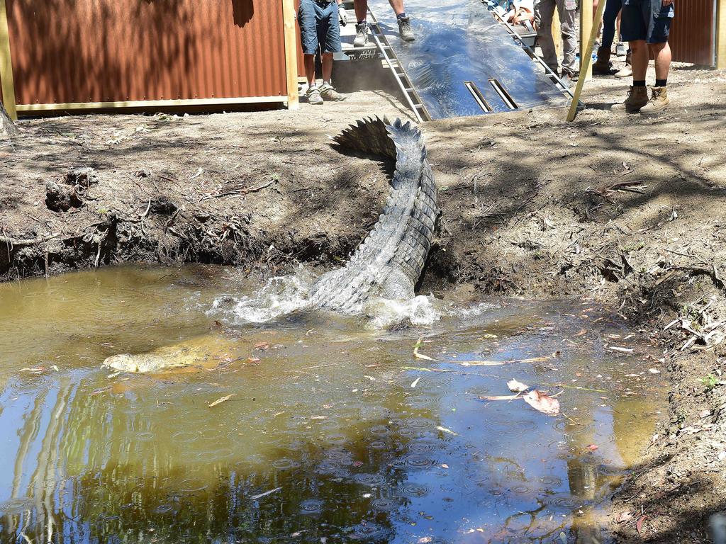 Billabong Sanctuary's new croc Krakatoa arrives to his new home. Picture: Shae Beplate.