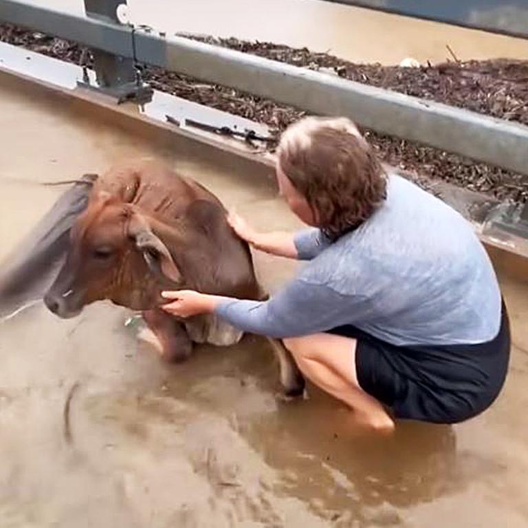 Defying evacuation orders, locals band together to rescue a cow from the rising floodwaters of the Barron River. Picture: Supplied