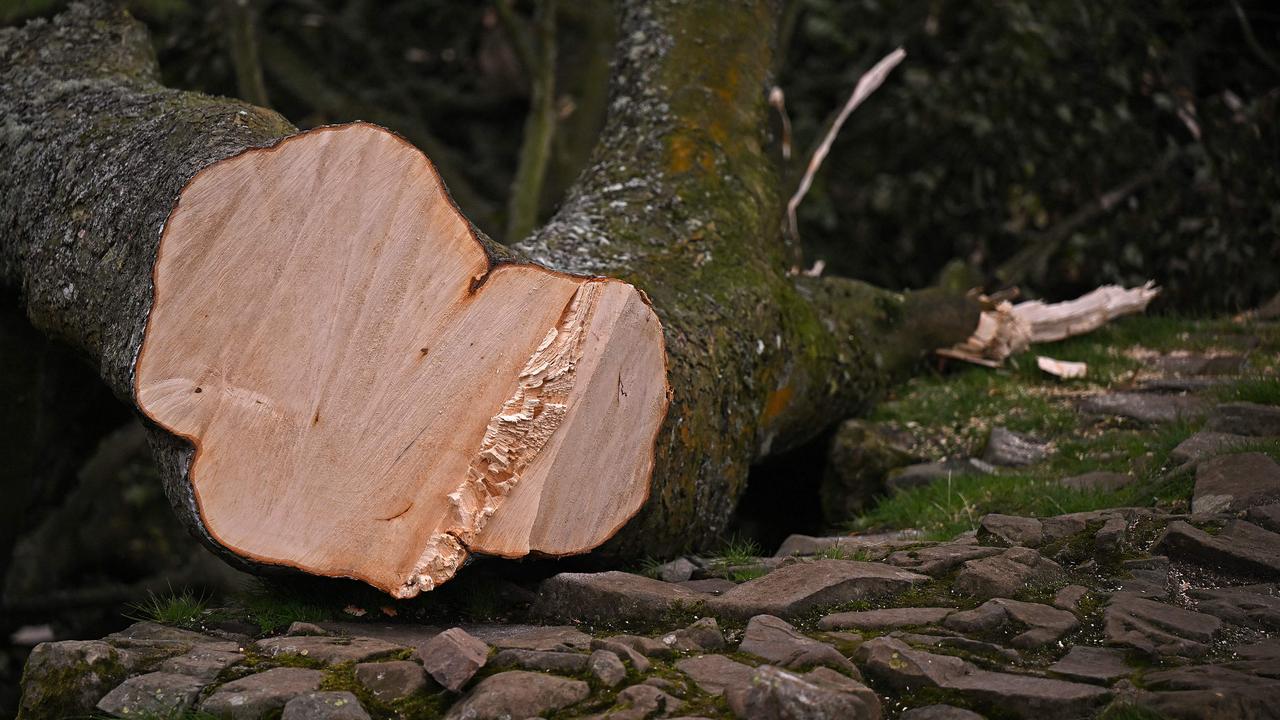 The tree was believed to be around 300 years old. Picture: Oli Scarff / AFP