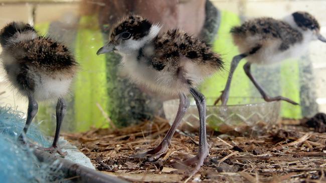 Described as “eggs on legs”, baby plovers give plovers a good name. Picture: Craig Wilson