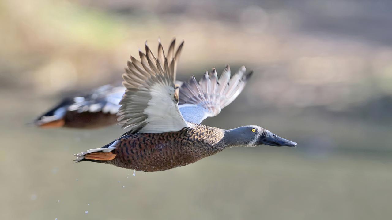 Victorian duck hunting season slashed, new bag limits introduced The