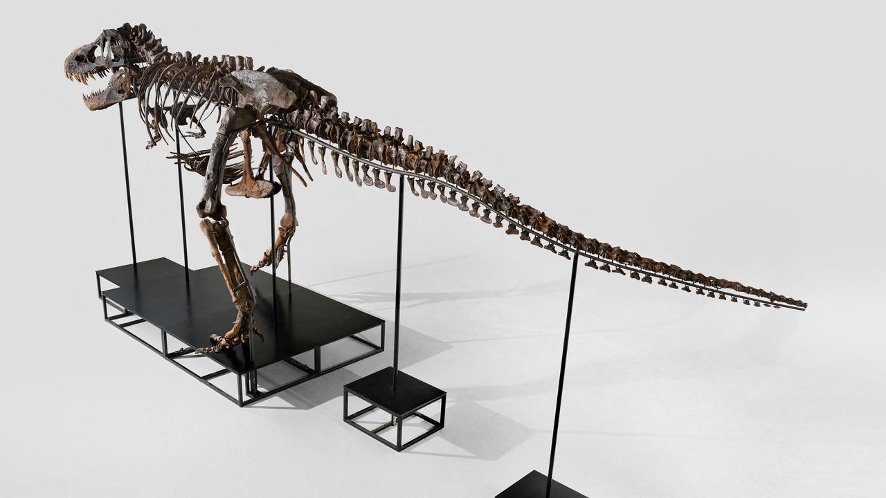 T-Rex skeleton for sale | KidsNews