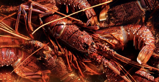 The Chatswood store in Sydney sold the most lobsters at Christmas 2020.