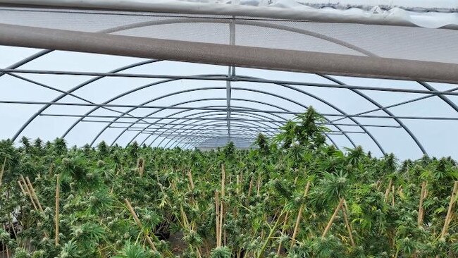 Inside one of the grow houses. Picture: Queensland Police