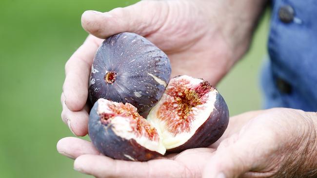 Peter shows off the flesh of some of the figs grown in his Dulcot. Picture: MATT THOMPSON