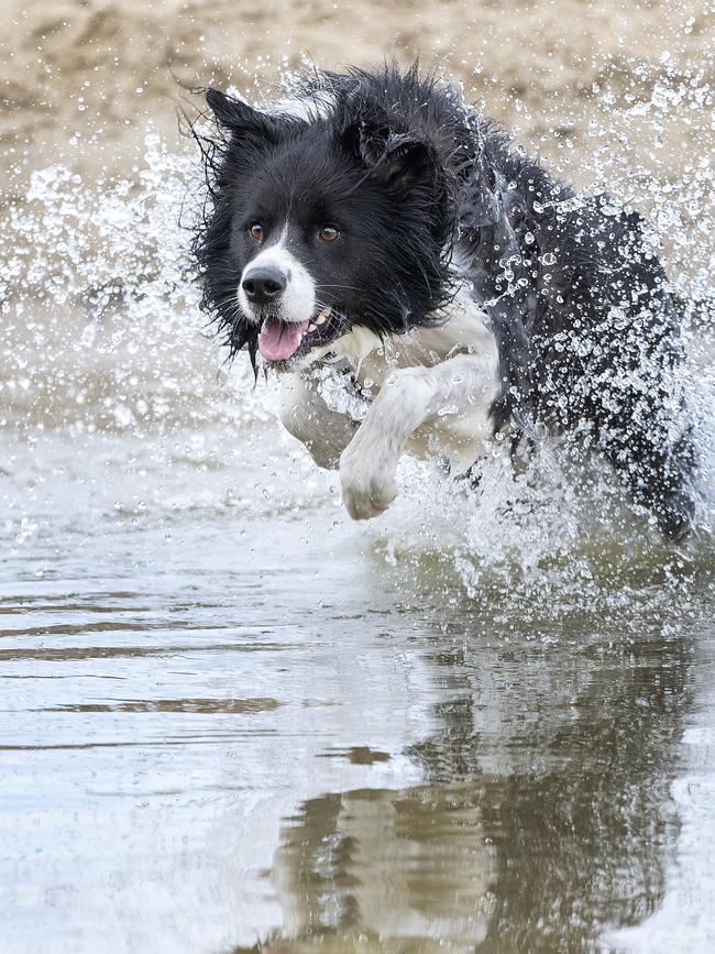 Tassie's cutest dog winner