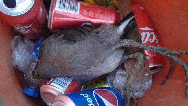 A dead bird left in a bin near Black Swan Lake.