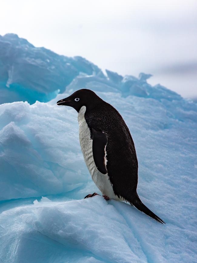 Adelie penguin in Antarctica.