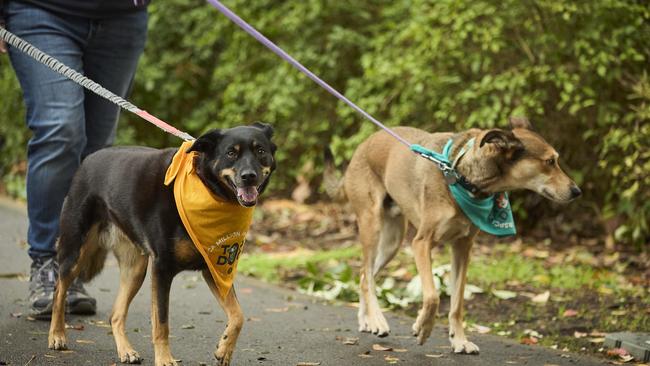 Million Paws Walk in the Adelaide Botanic Gardens, Sunday, May 28, 2023. Picture: Matt Loxton