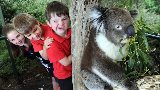 Norton Summit Primary School helps scientists map koala population ...