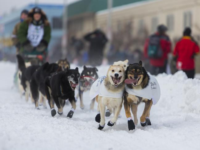 Alaska is a popular destination in February as it is peak time for dog sledding. Picture: iStock