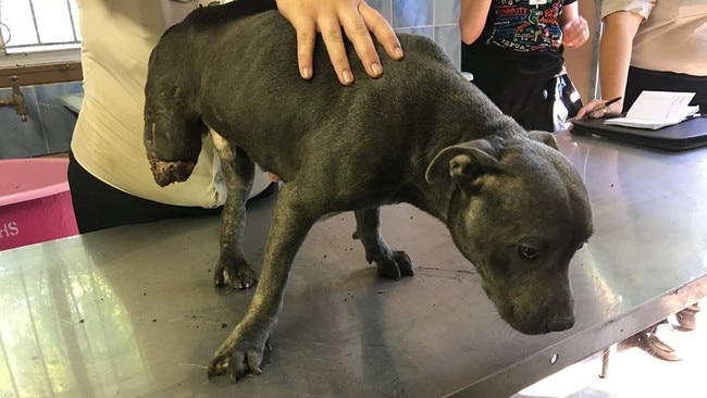 Paulie the Staffordshire Bull Terrier was one of 37 animals rescued by the RSPCA from Storybook Farm. Picture: Supplied/RSPCA