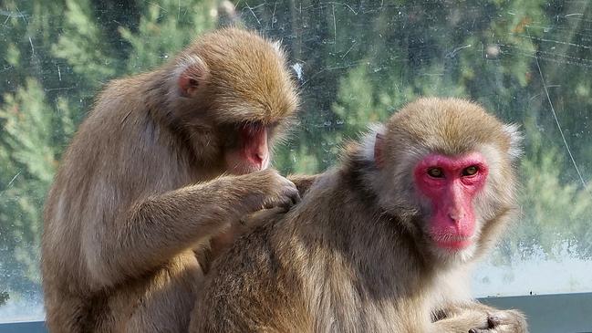 A group of Japanese monkeys which were given to Launceston by Japanese sister city Ikeada in 1981 will be sterilised and left to naturally die after a decision from the city council yesterday. A troop of Japanese macaques that have been living in the Australian city park home for four decades will be prevented from reproducing due to concerns of disease and inbreeding. Picture: City of Launceston