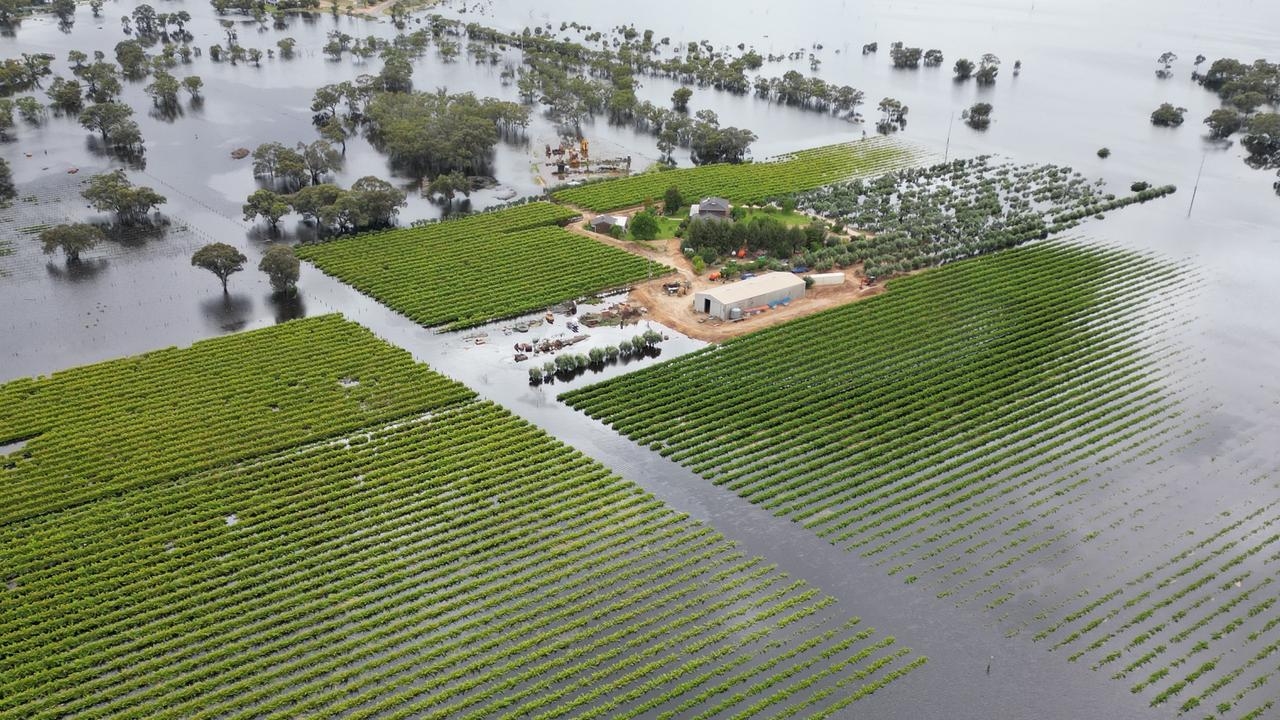 Callipari vineyard destroyed by floods | The Courier Mail