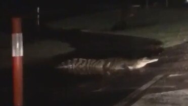 A problems saltwater crocodile has been captured on video near Ingham State High School. Picture: Supplied