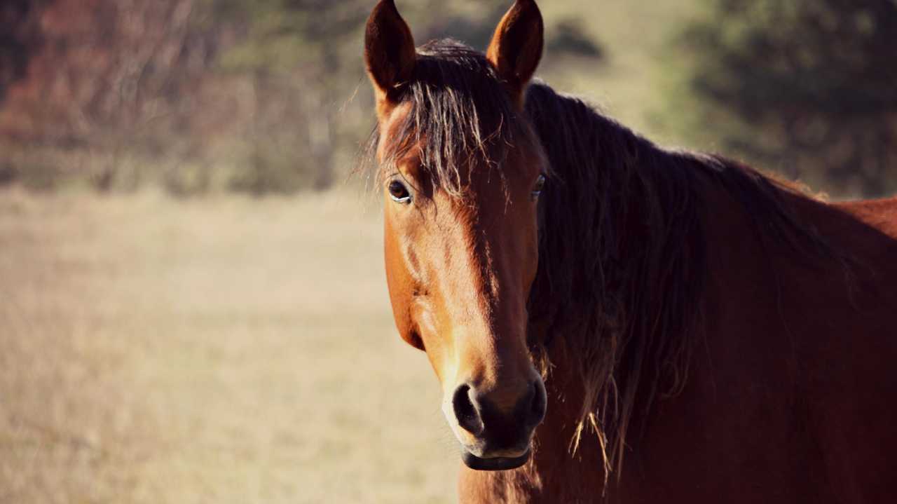 A horse has died from the Hendra virus in Piggabeen.