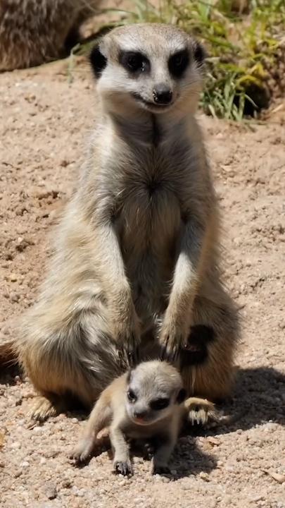 Trio of 'Mini Meerkats' born at Melbourne Zoo