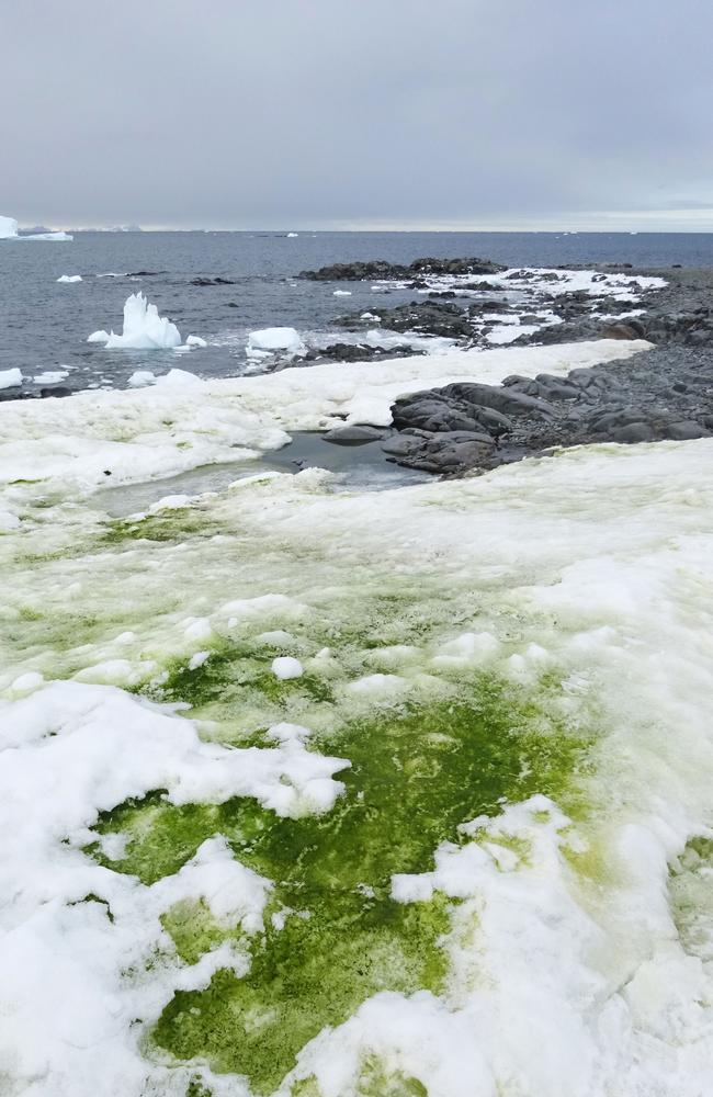 The algae might be one symptom of global warming but it’s by no means its most dire. Picture: Matthew Davey/University of Cambridge/AFP.