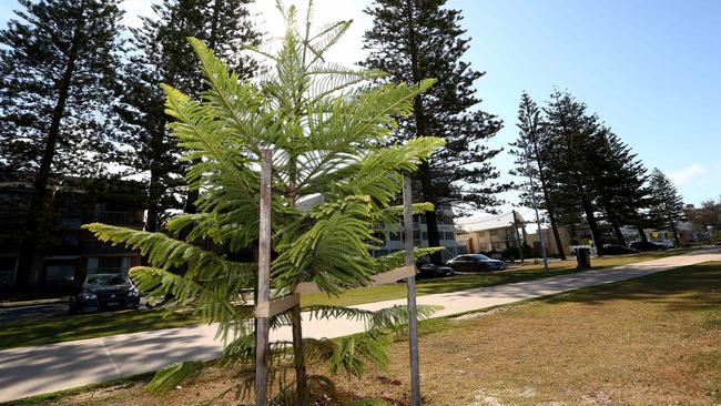 Some residents along the Marine Parade, Miami foreshore are not happy with Norfolk Pine tree being planted because it might block their view. Picture: David Clark