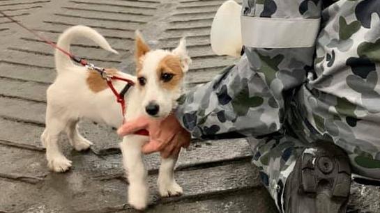 Gippsland FiresWe evacuated on the HMAS Choules on Friday. The ship kindly set up the vehicle bay for pets and their owners throughout the 30 hours. Here are pix - it’s amazing how pets bring out our humanity.Pictures: Kristine Daniels/Facebook