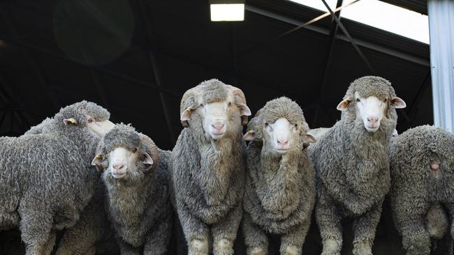 Wool producers are being asked to vote on what levy they want to pay.