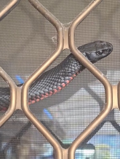 A red-bellied black snake caught making its way up the outside of a Strathalbyn house. Picture: Snake Catchers Adelaide/Facebook