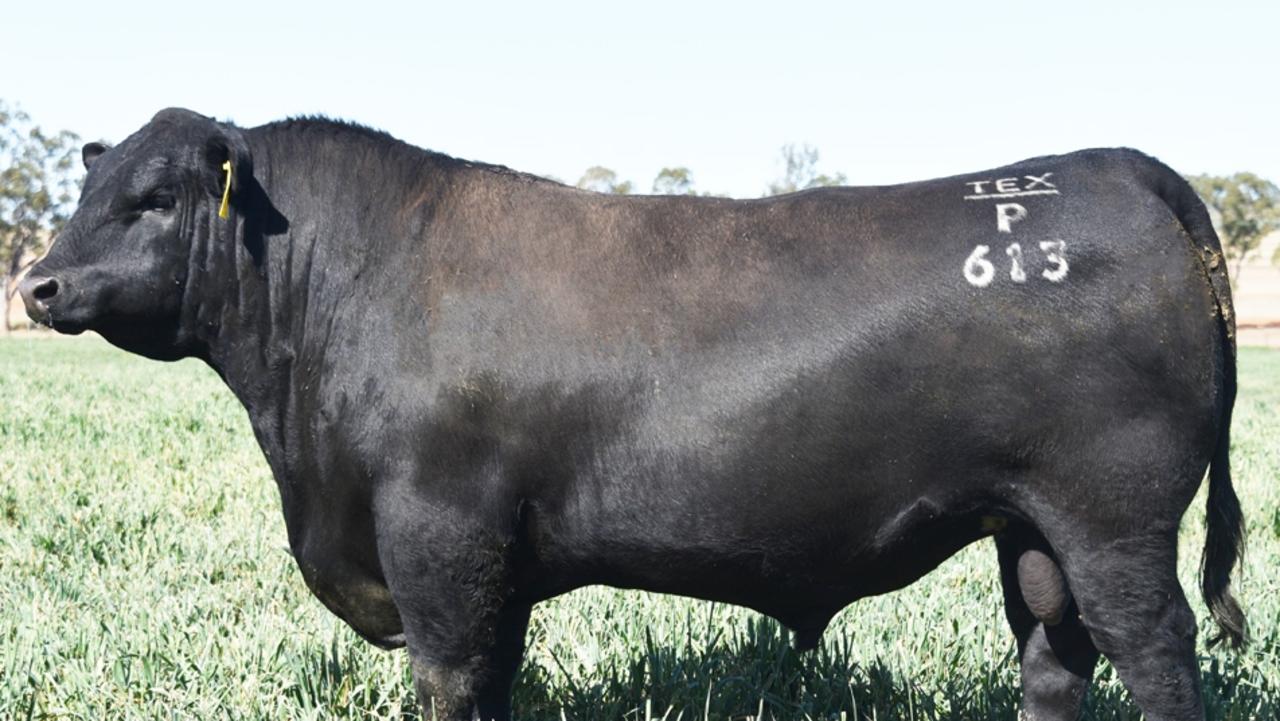 Texas Angus Top price bull sells for more than 100,000 The Courier Mail