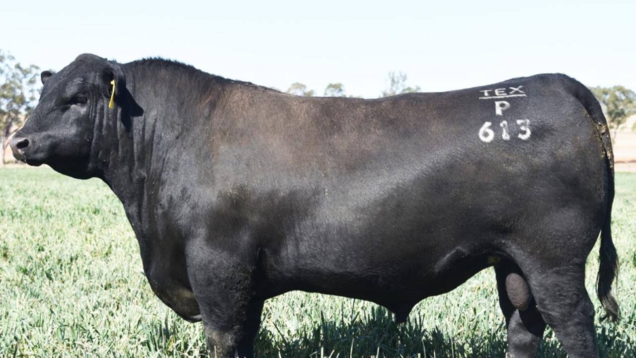 Top Angus Bulls 2025 Britte Federica