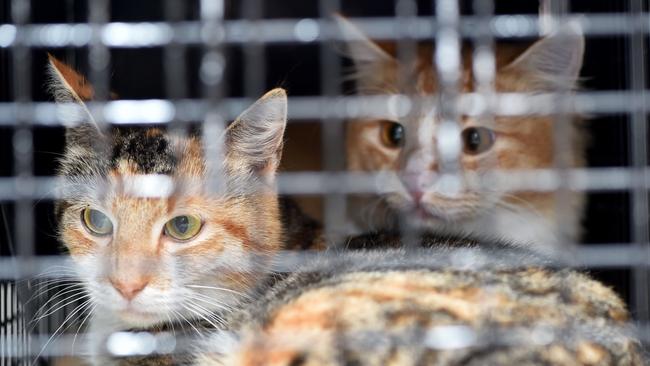 Feral cats trapped by Hornsby Shire Council rangers at Hornsby on Tuesday June 5th. Hornsby Shire Council's feral cat trappers have been catching them all over the shire, but mostly in urban areas. (AAP IMAGE / Troy Snook)