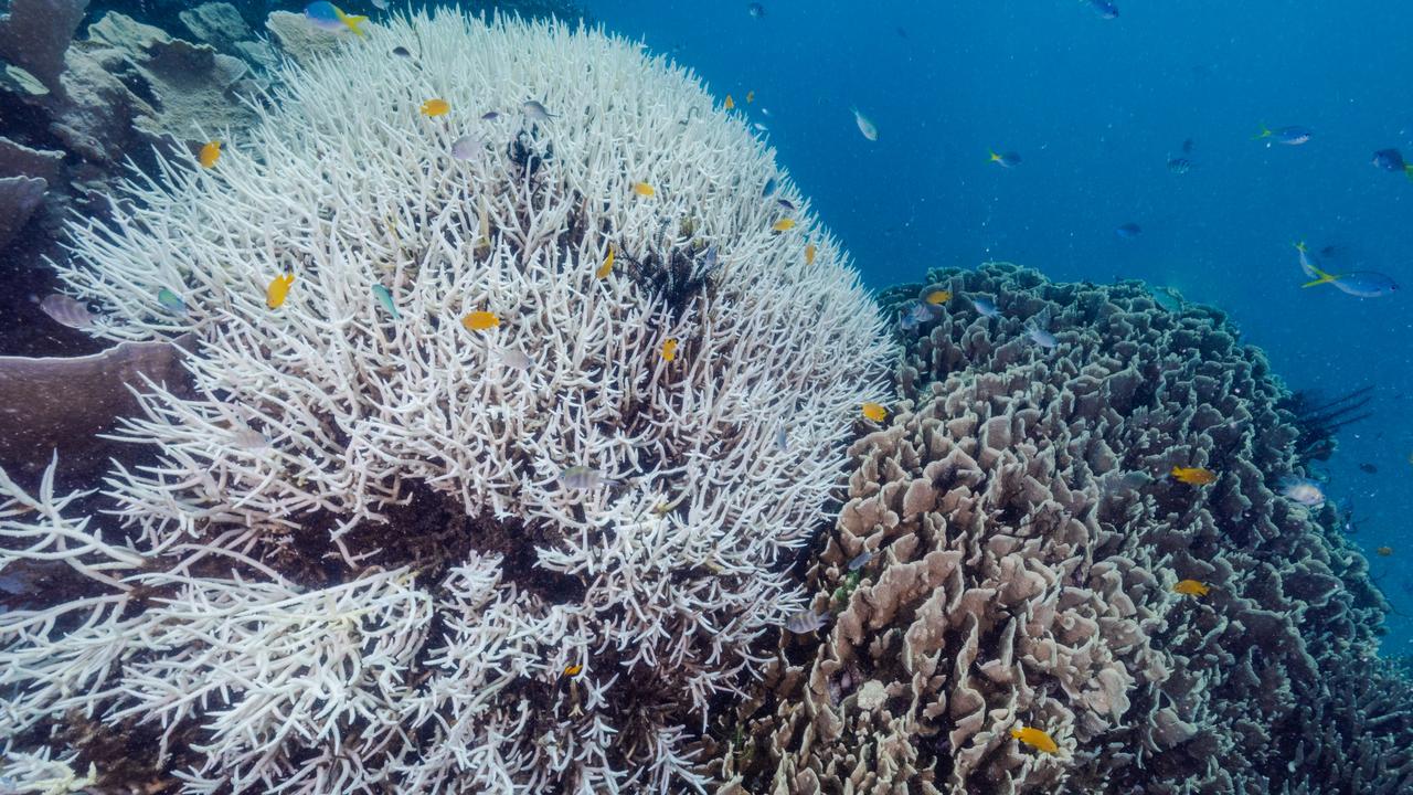 Badania lotnicze ujawniają stopień masowego blaknięcia koralowców