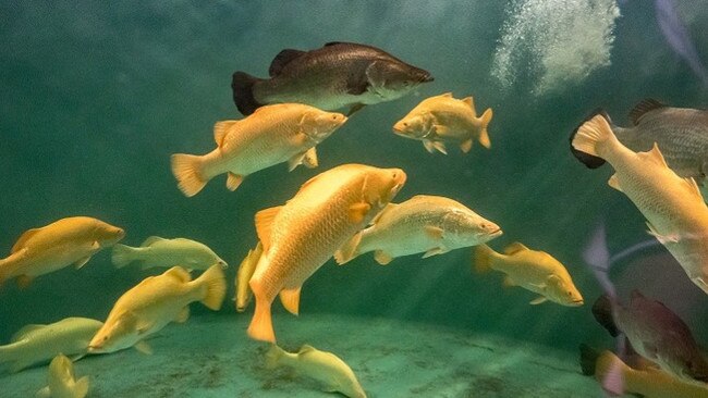 Researchers found gold and platinum barramundi lacked the ability to produce melanin. Picture: Mainstream Aquaculture