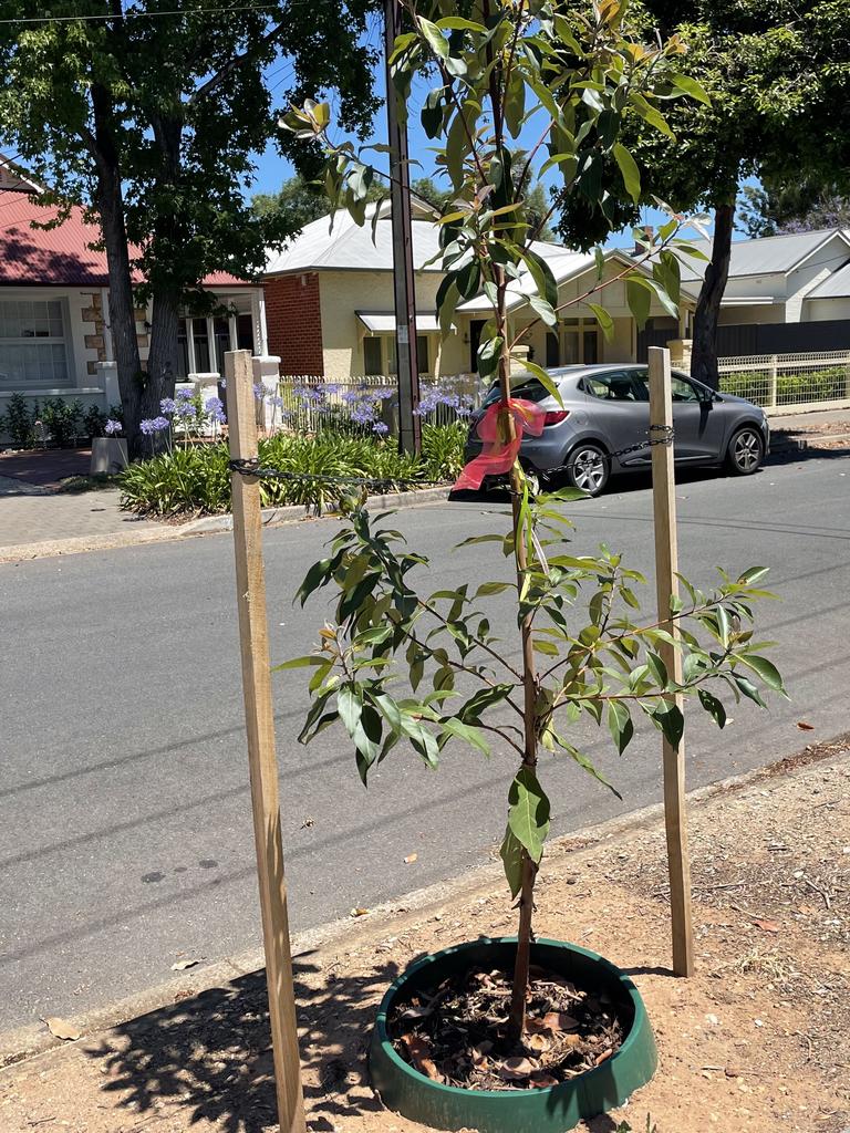 30 trees to go from Mitcham street | The Advertiser