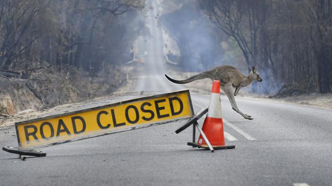 A kangaroo hops across a closed road in the Mallacoota, East Gippsland area. Picture: David Caird