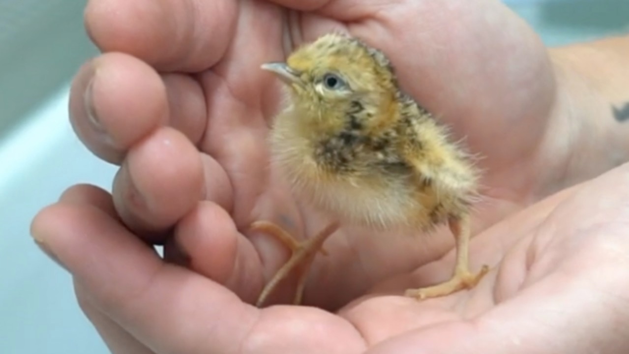 Cute Chick Alert: Precious Plains-Wanderer Chicks Hatch at Werribee Zoo