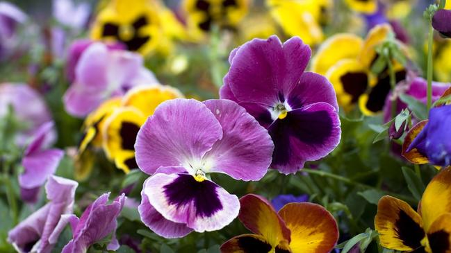 Nice to see you: Violas, pansies and poppies can brighten our lives.