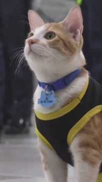 Shopping centre uses cats as security guards